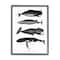 Stupell Industries Marine Wildlife Whales Drawings Diagram Framed Giclee Art